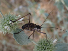 Ephippiger discoidalis