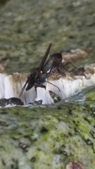 Oedoparena