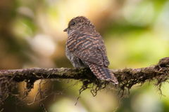 Cacomantis variolosus virescens