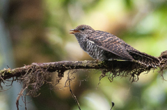 Cacomantis variolosus virescens