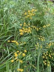 Bupleurum polyphyllum