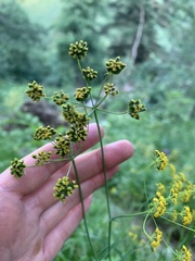 Bupleurum polyphyllum