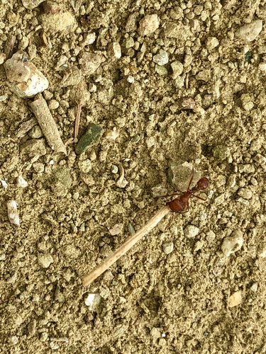 photo of Red Harvester Ant (Pogonomyrmex barbatus)
