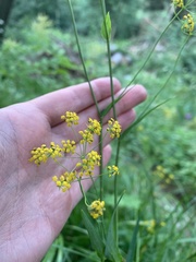 Bupleurum polyphyllum