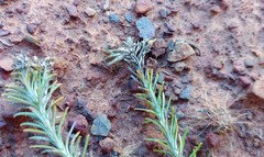 Helichrysum hamulosum