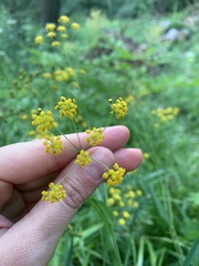 Bupleurum polyphyllum