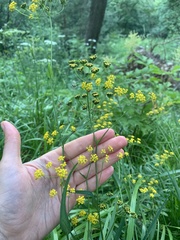 Bupleurum polyphyllum