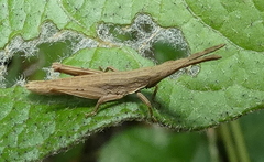 Algete brunneri