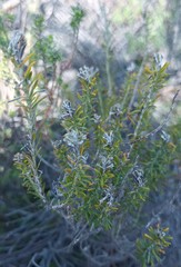 Helichrysum hamulosum