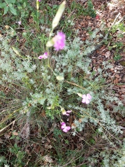 Dianthus longicaulis