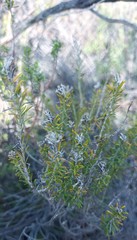 Helichrysum hamulosum