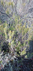 Helichrysum hamulosum