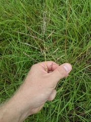 Bothriochloa bladhii