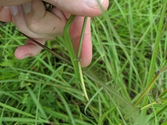 Bothriochloa bladhii