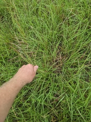 Bothriochloa bladhii