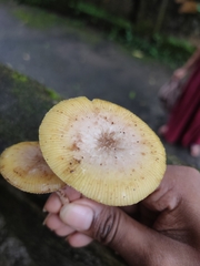 Pluteus chrysophlebius