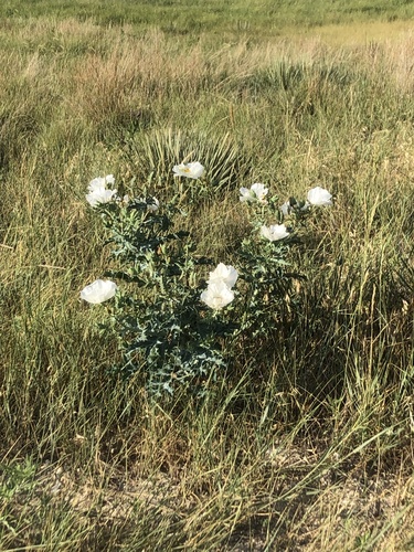 thistle poppy