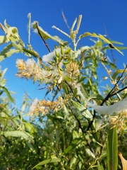Salix caroliniana