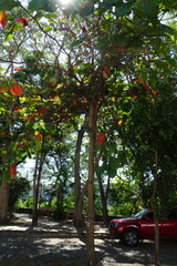 Terminalia kaernbachii