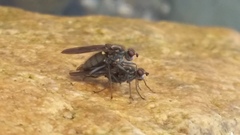Oedoparena