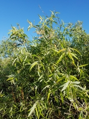 Salix caroliniana