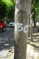 Terminalia kaernbachii