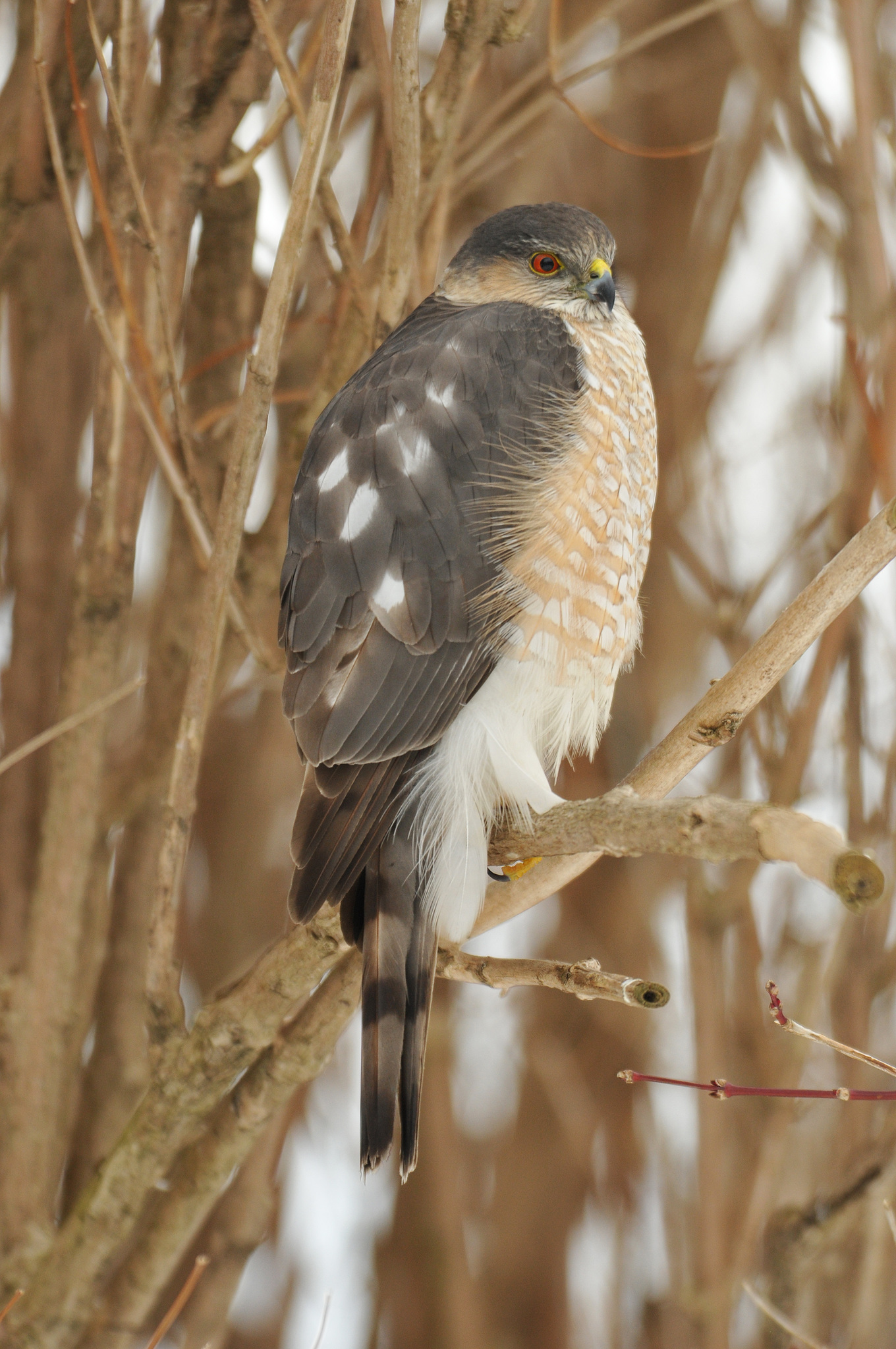 Sharp-shinned Hawk (Accipiter striatus) · iNaturalist