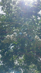 Lagerstroemia subcostata