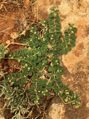 Image of Euphorbia chamaesyce