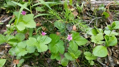 Rubus arcticus