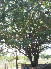 Sarcomphalus joazeiro