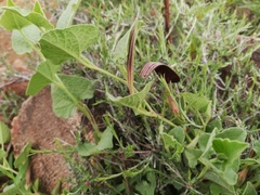 Aristolochia wrightii