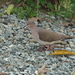 White-tipped Dove (Tobago) - Photo (c) Paul Tavares, some rights reserved (CC BY-NC)