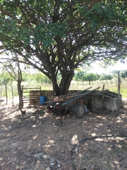 Sarcomphalus joazeiro