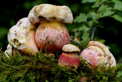 Rubroboletus legaliae