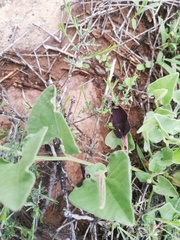 Aristolochia wrightii
