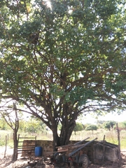 Sarcomphalus joazeiro