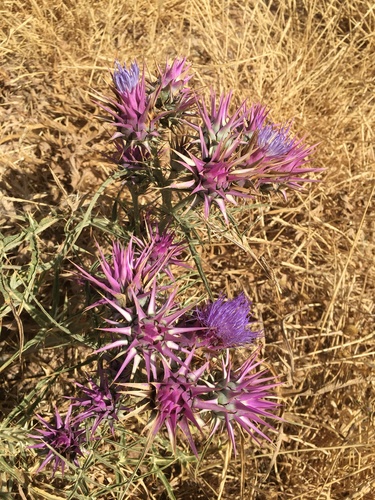 Cynara baetica subsp. maroccana image