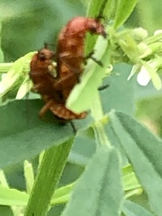 Rhagonycha fulva