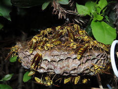 Polistes rothneyi