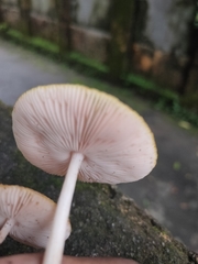 Pluteus chrysophlebius