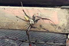 Spartaeinae