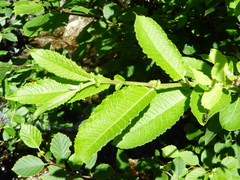 Salix appendiculata