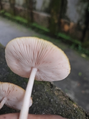 Pluteus chrysophlebius