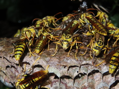 Polistes rothneyi