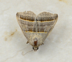 Ptichodis bistrigata