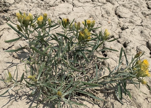 Ward's false goldenweed (Oonopsis wardii)