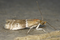 Moodna pallidostrinella