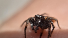 Philaeus chrysops
