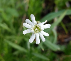 Silene parryi